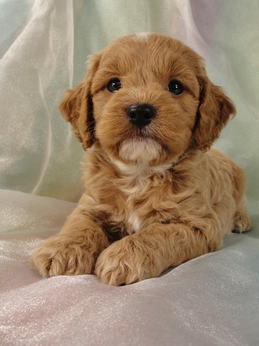 Male Cockapoo Puppy for Sale #18 Born July 5, 2011